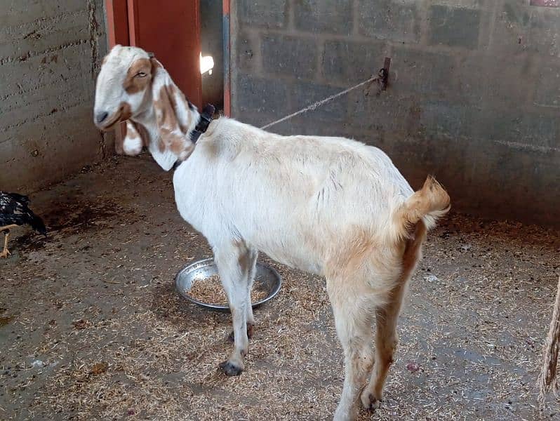 6 Daant Khali bakri for sale. 2