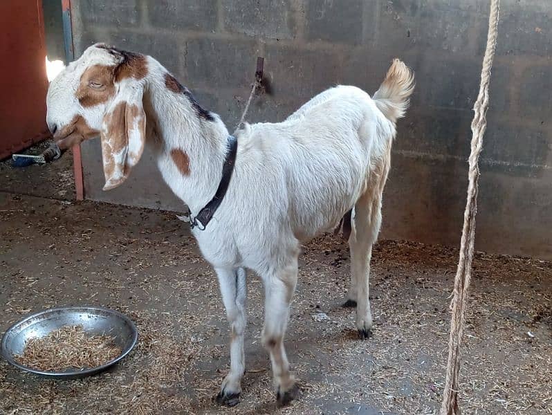 6 Daant Khali bakri for sale. 3