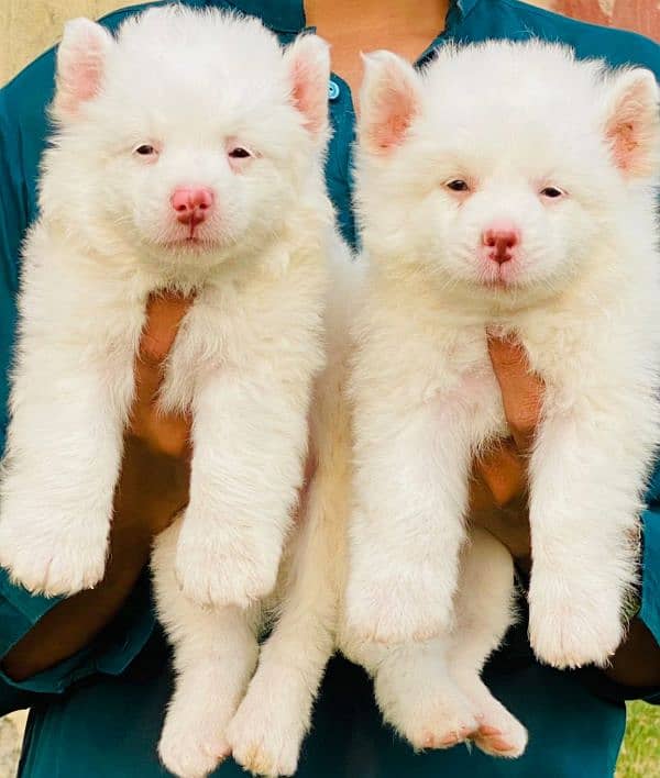 Russian Puppies, Dog , White puppies, Pink nose Russian dog 0