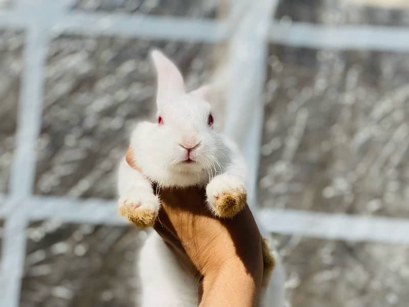 white bunnies for pet purpus 0