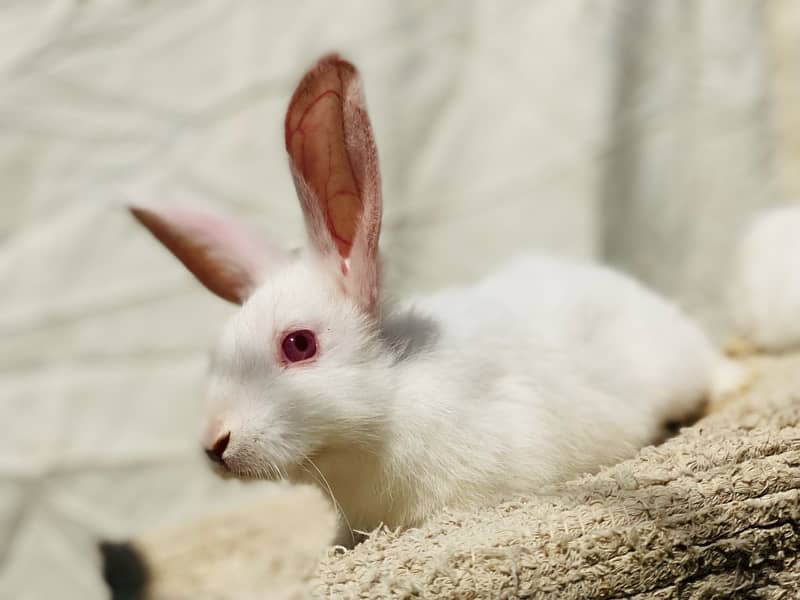 white bunnies for pet purpus 1