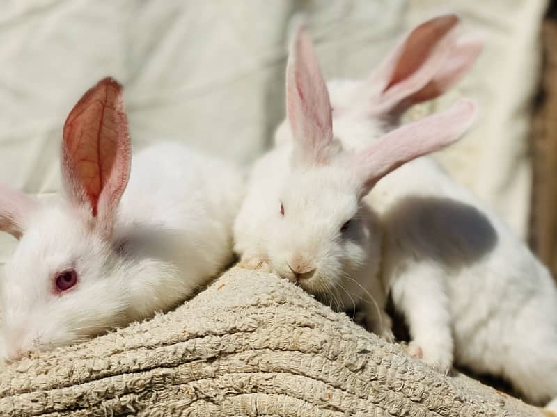 white bunnies for pet purpus 2