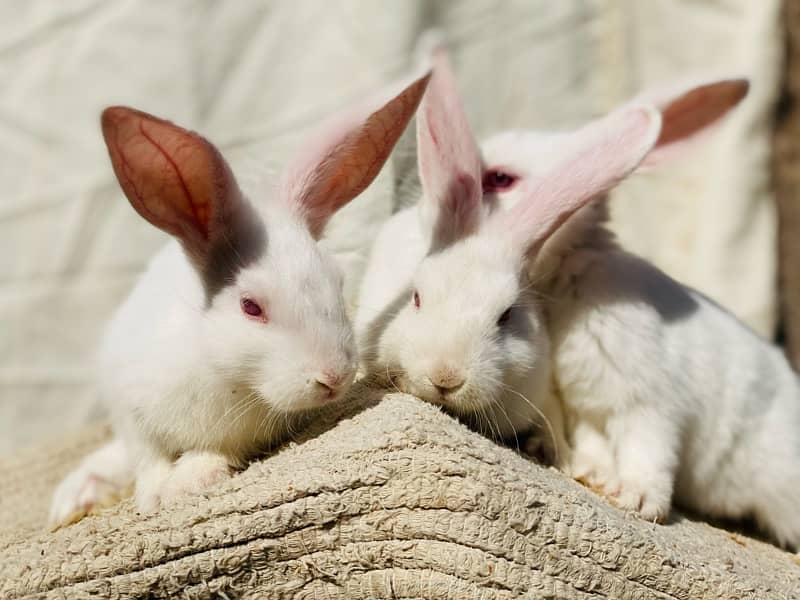 white bunnies for pet purpus 3