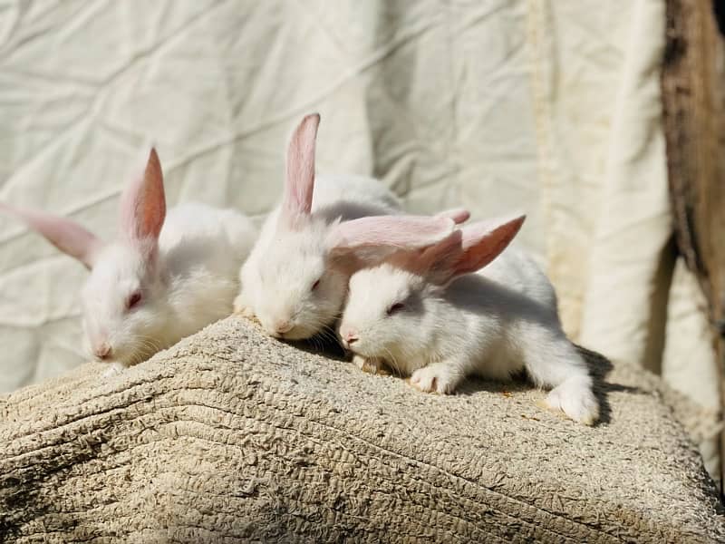 white bunnies for pet purpus 4