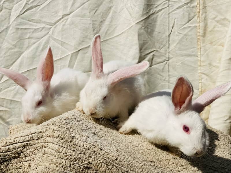 white bunnies for pet purpus 5