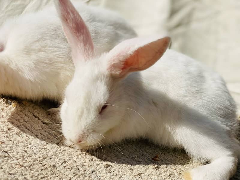 white bunnies for pet purpus 6