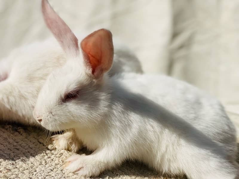 white bunnies for pet purpus 7