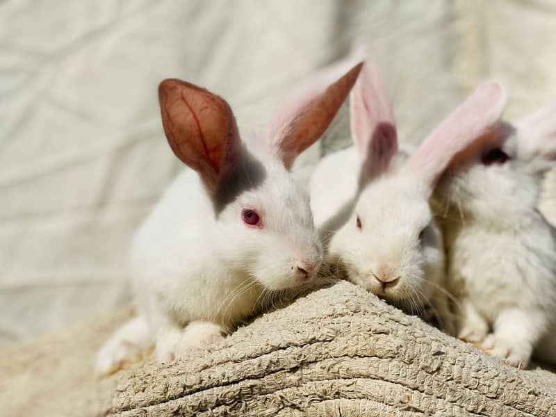 white bunnies for pet purpus 8