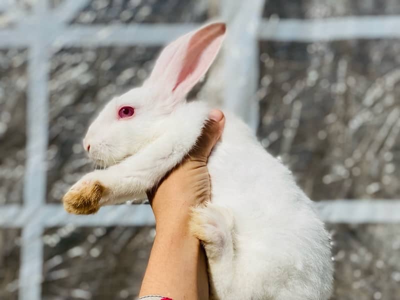 white bunnies for pet purpus 9