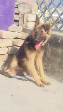 german shepherd femle dable corte excheng b ho jahy gi