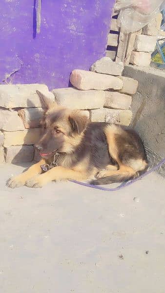 german shepherd femle dable corte excheng b ho jahy gi 1