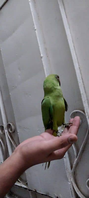 ringneck male parrot 0