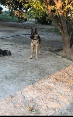 German Shepherd, dog phone number 03331613939