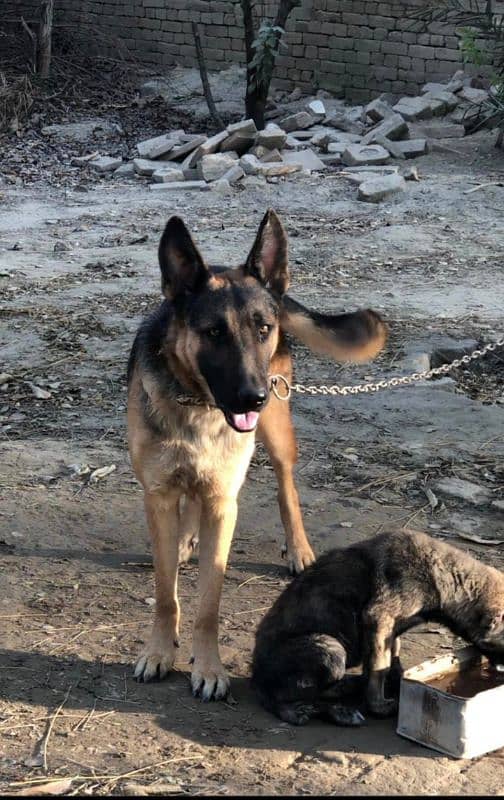 German Shepherd, dog phone number 03331613939 1