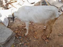 rajan pori gabban bakri