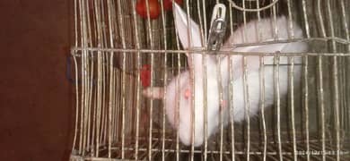 Albino breeder Rabbit