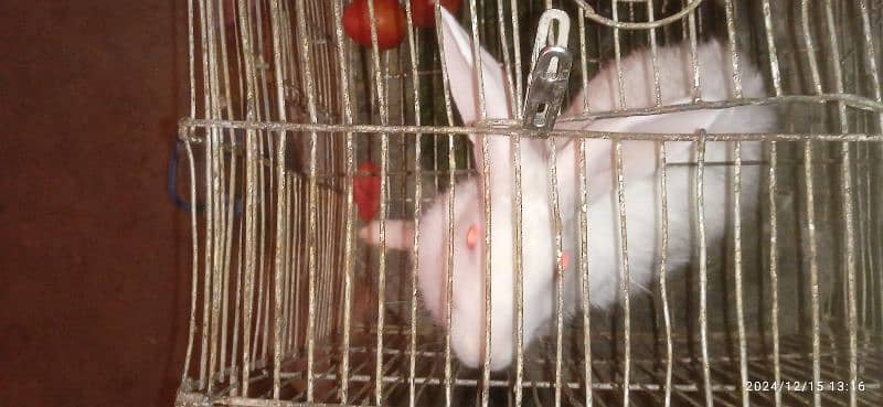 Albino breeder Rabbit 0