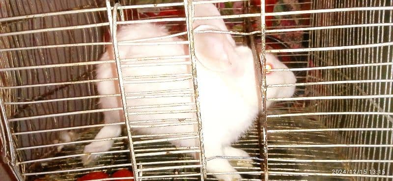 Albino breeder Rabbit 1