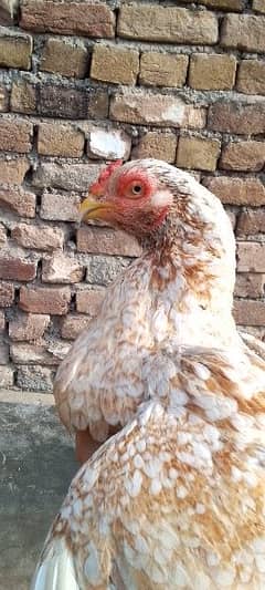 number 03139731830 Out class Aseel Female for sell Ando ki garanti hay