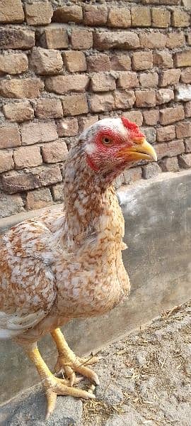 number 03139731830 Out class Aseel Female for sell Ando ki garanti hay 2