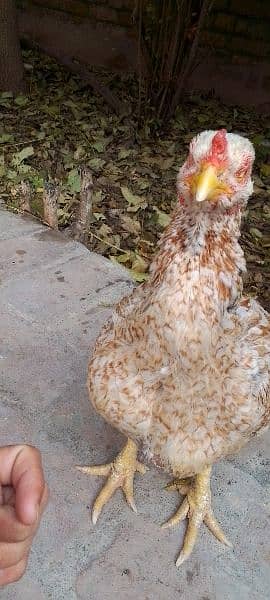 number 03139731830 Out class Aseel Female for sell Ando ki garanti hay 8