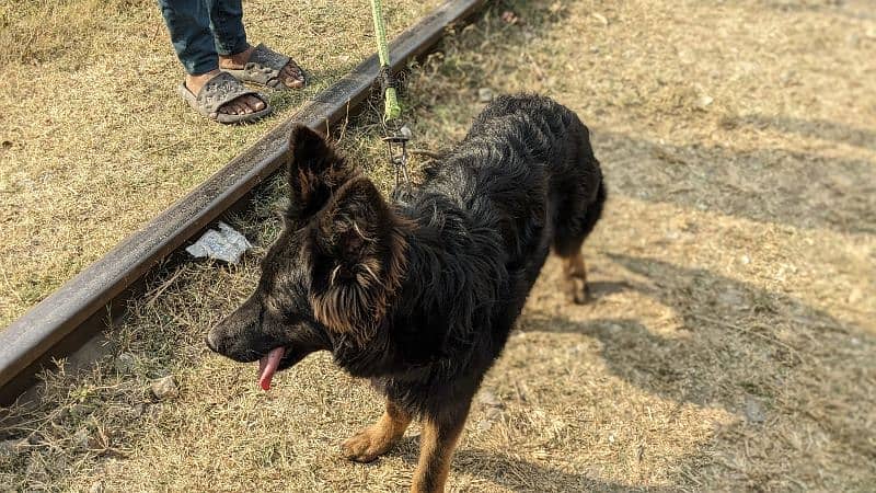 Garman Sheppard long coat female puppy available 0318/1631/993 10