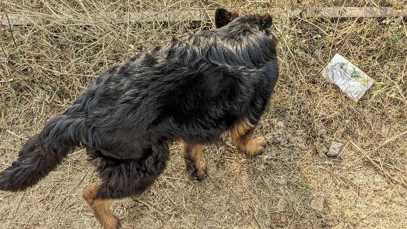 Garman Sheppard long coat female puppy available 0318/1631/993 11