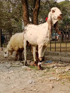 pregnant bakri sale Karni hai doodh acha hai iska pas