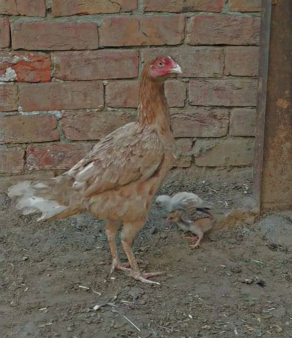 aseel hen with 2 chicks 0