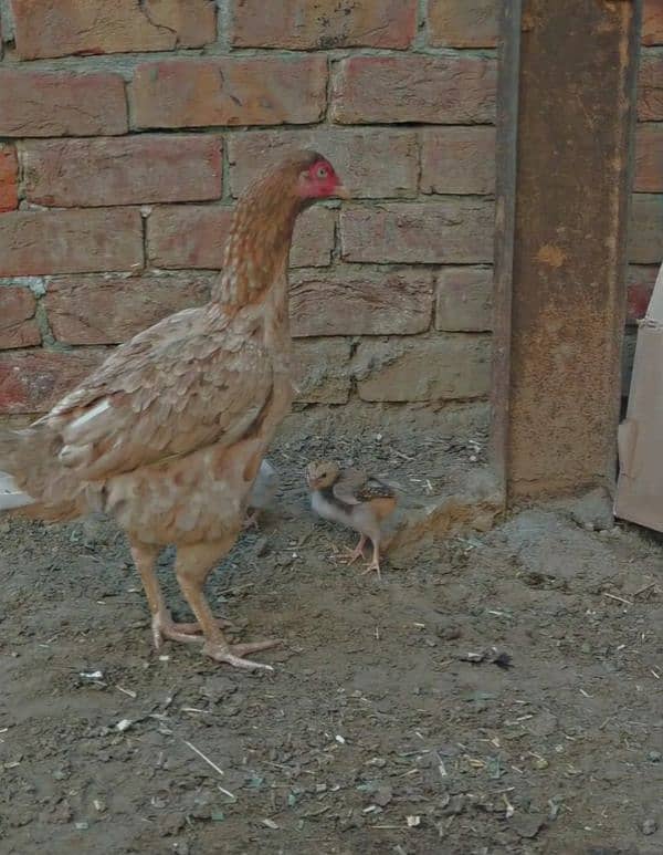 aseel hen with 2 chicks 1