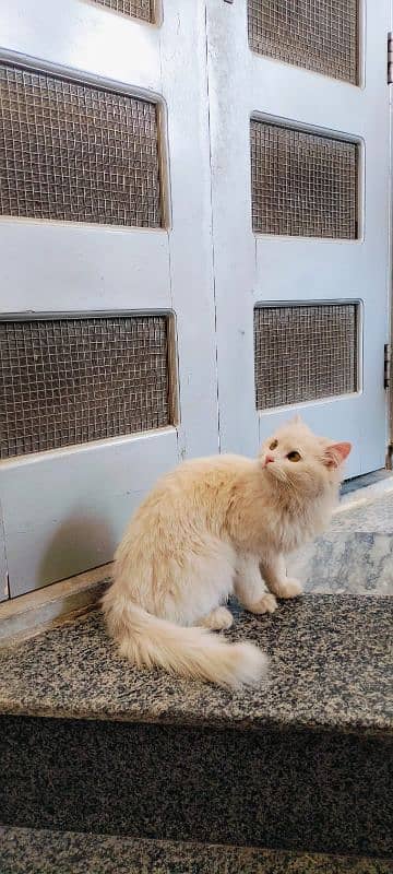 PERSIAN CAT FULL FRIENDLY WHUTE COLOR 0