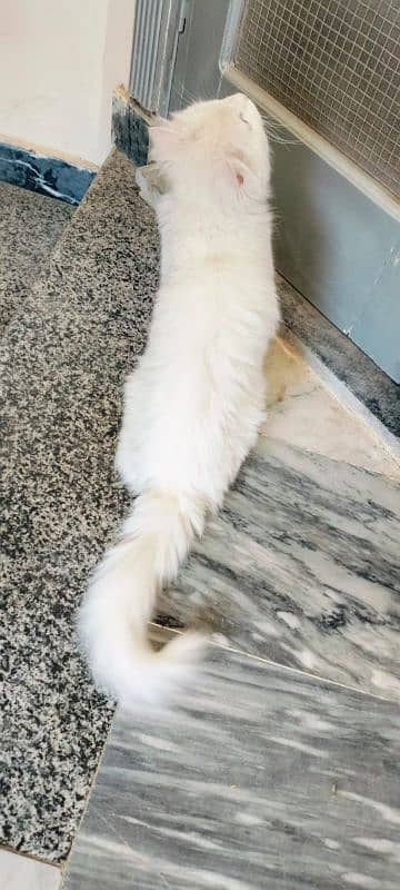 PERSIAN CAT FULL FRIENDLY WHUTE COLOR 1