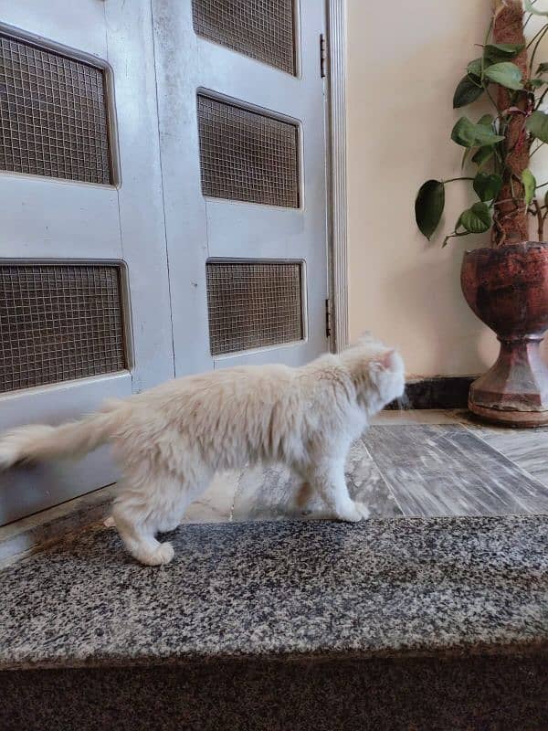 PERSIAN CAT FULL FRIENDLY WHUTE COLOR 2