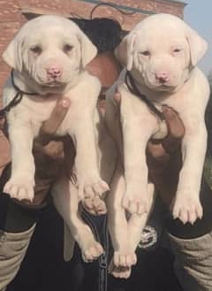 Bully gultair dog | gultair puppies | bully dogs | bully gultair