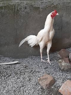 Heera Aseel Breeder Male for Sale