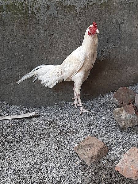 Heera Aseel Breeder Male for Sale 1