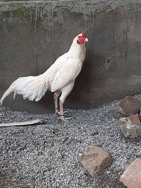 Heera Aseel Breeder Male for Sale 3