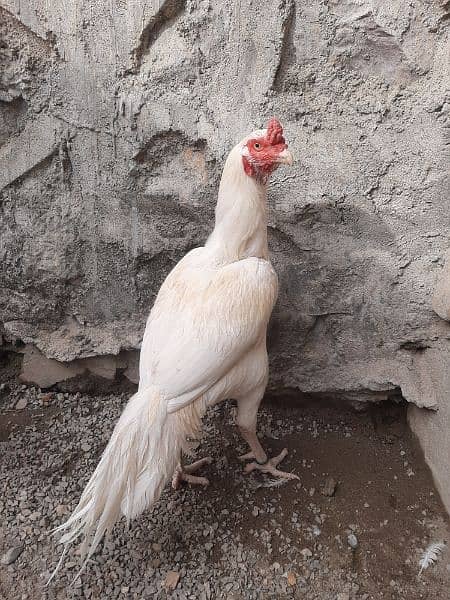 Heera Aseel Breeder Male for Sale 4