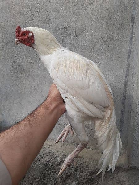 Heera Aseel Breeder Male for Sale 6