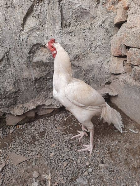 Heera Aseel Breeder Male for Sale 7