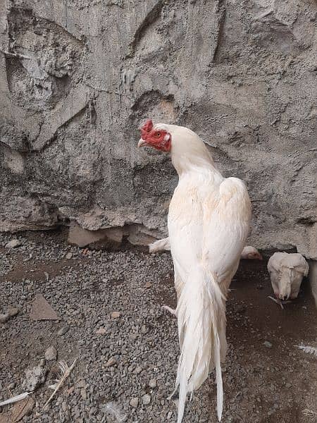 Heera Aseel Breeder Male for Sale 8