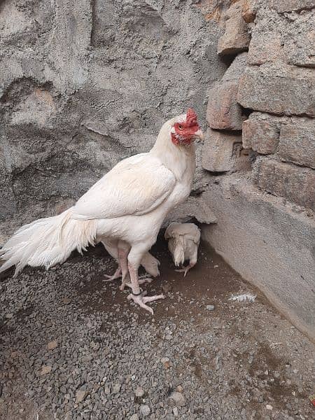 Heera Aseel Breeder Male for Sale 9