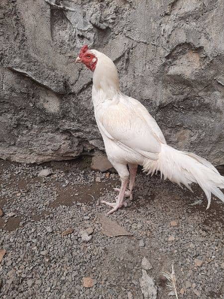 Heera Aseel Breeder Male for Sale 11