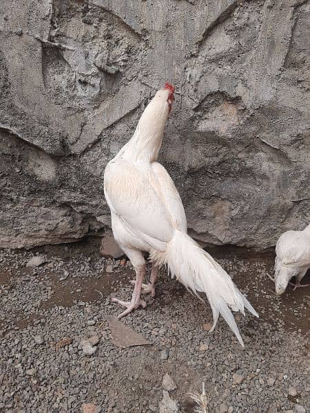 Heera Aseel Breeder Male for Sale 12