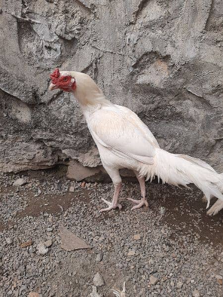 Heera Aseel Breeder Male for Sale 14