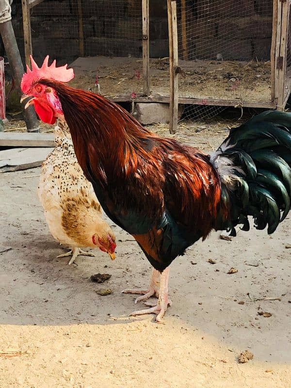 Golden Desi Male with 3 Females 4