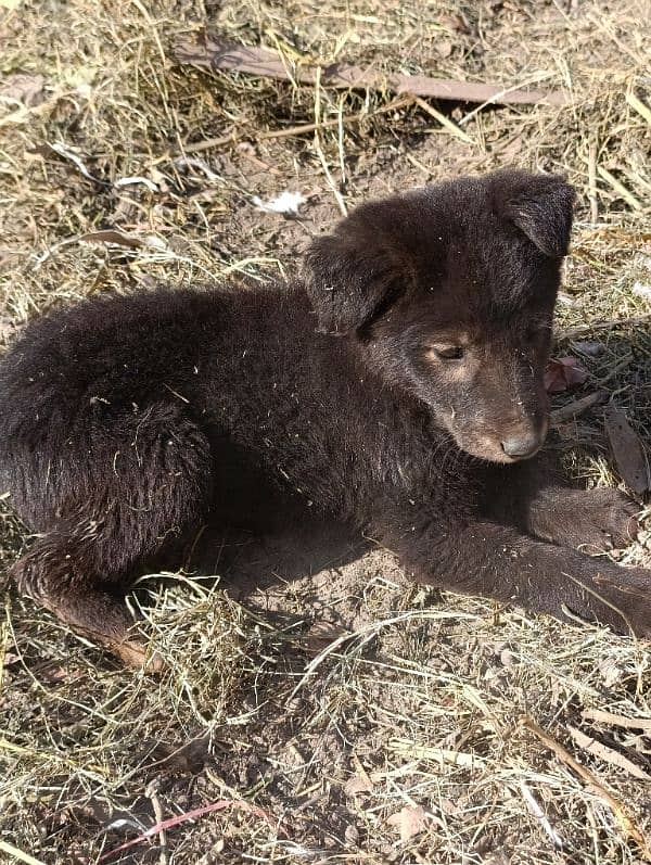 black German Shepherd medium code 2