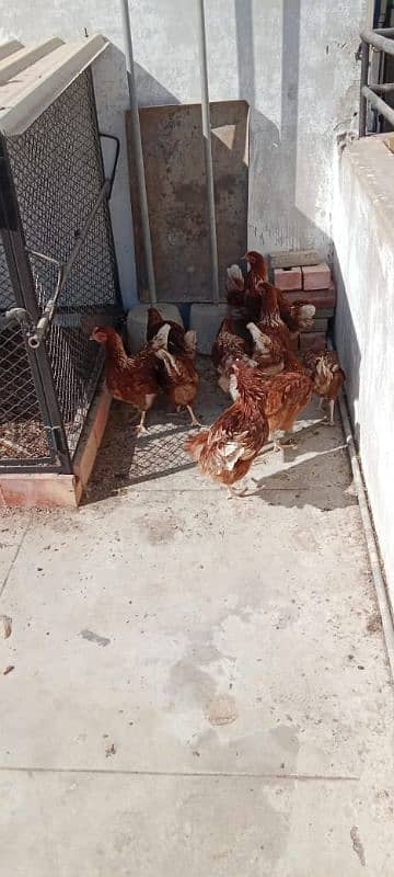 lohman starter hens 2