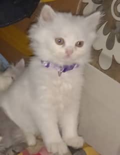 triple coat  male and female persian cat