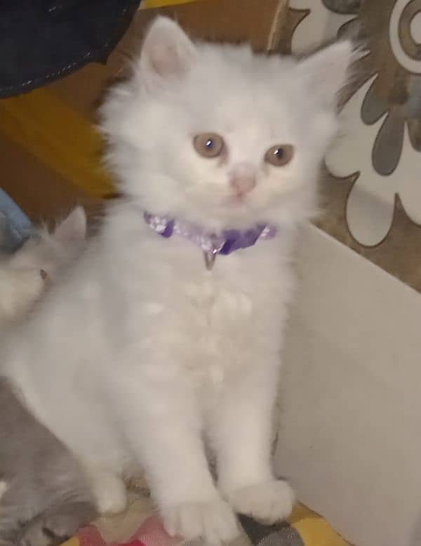 triple coat  female persian cat       10k is final 0